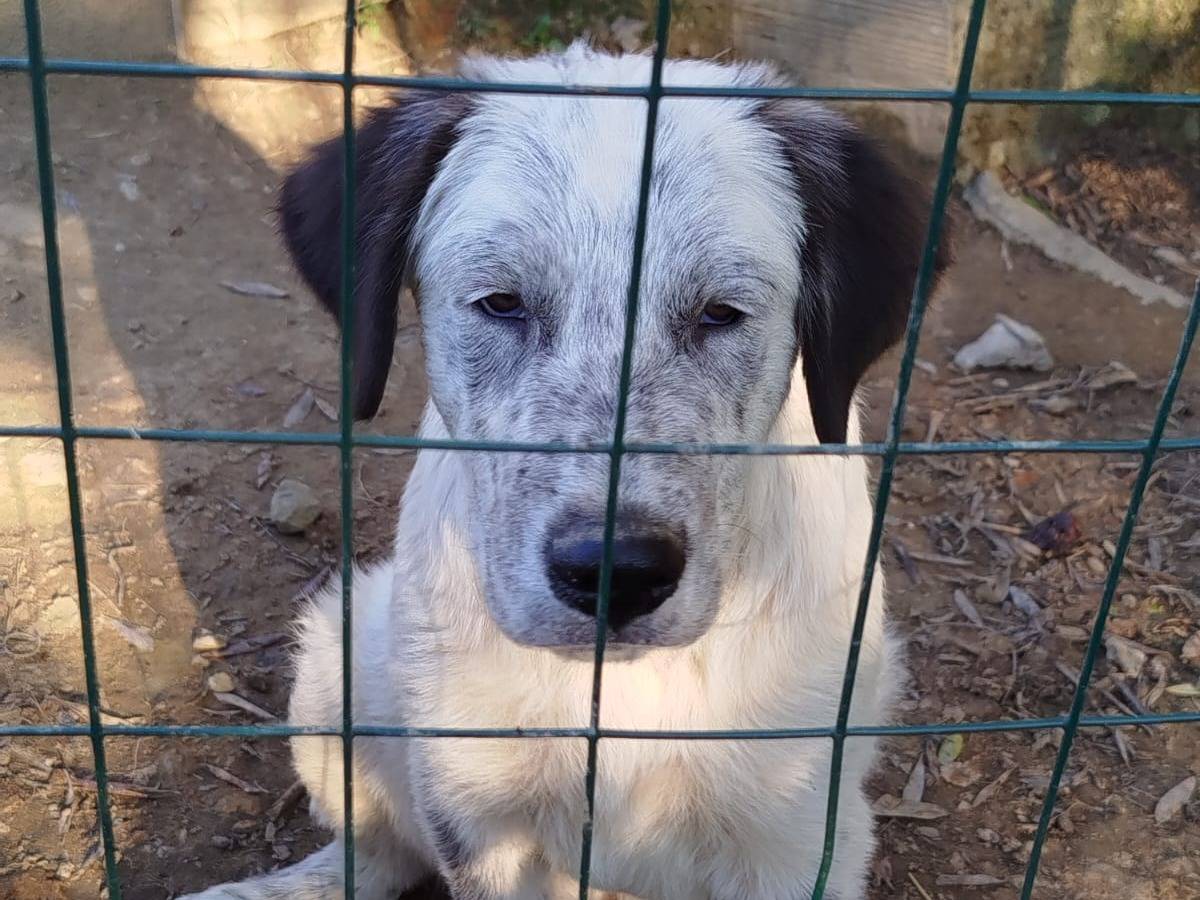 Adotta il cane Simone a Siena