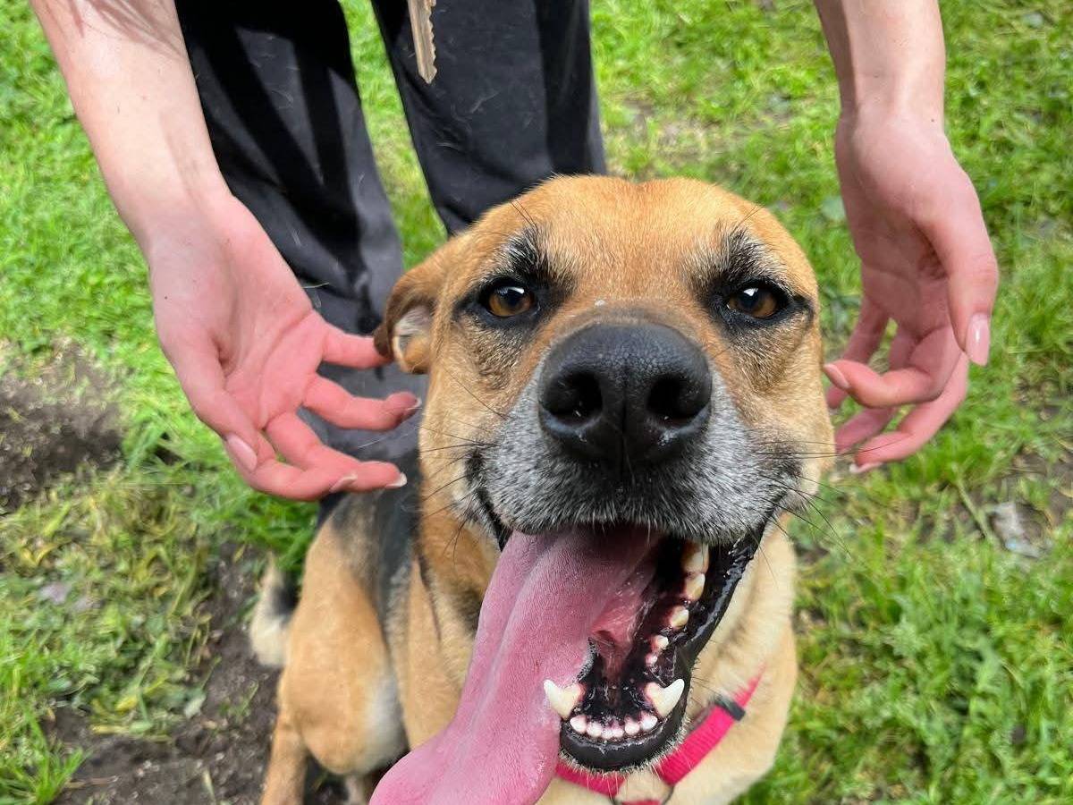 Adozione cane, maschio, Pastore tedesco Razza sconosciuta, 4 anni e 4 mesi, taglia media contenuta, Caserta
