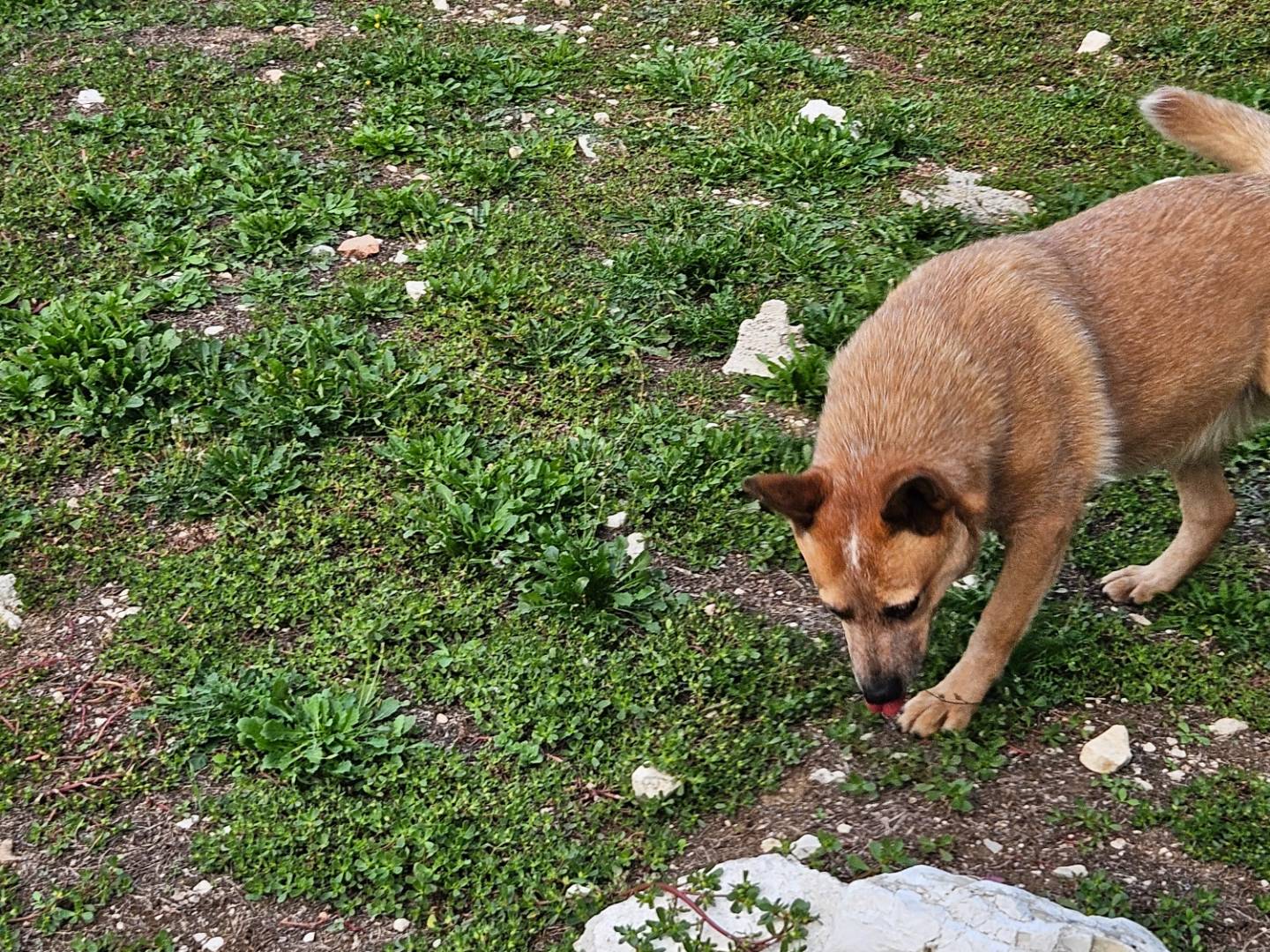 Adotta un cane, femmina, 4 anni e 6 mesi, Terni