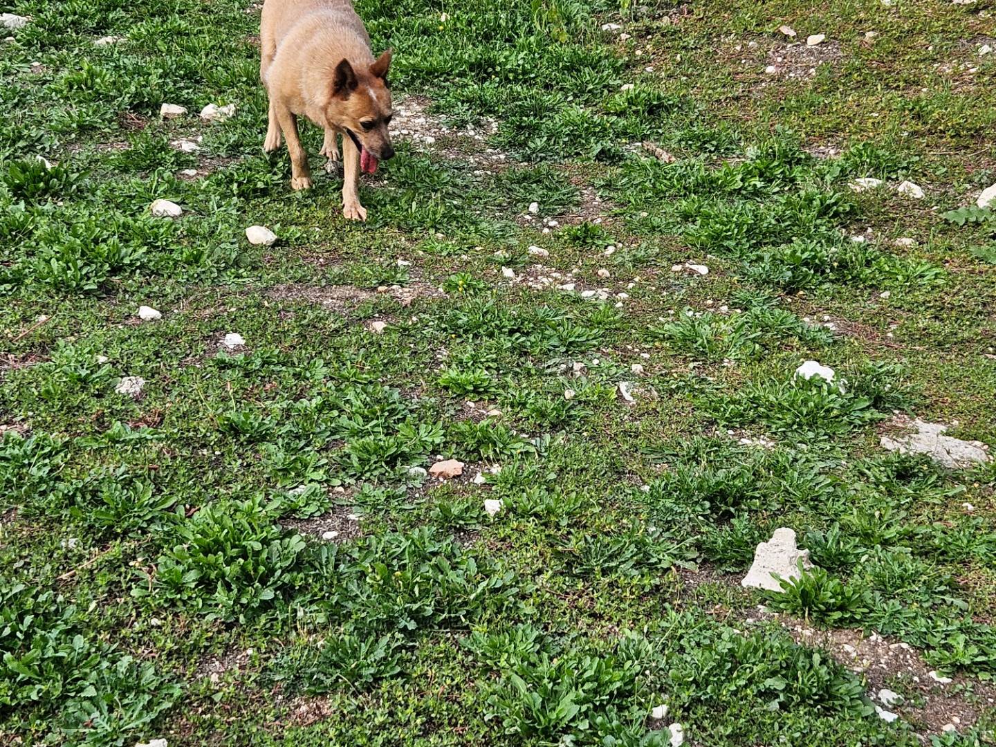 Adotta un cane, taglia media contenuta, femmina, Terni