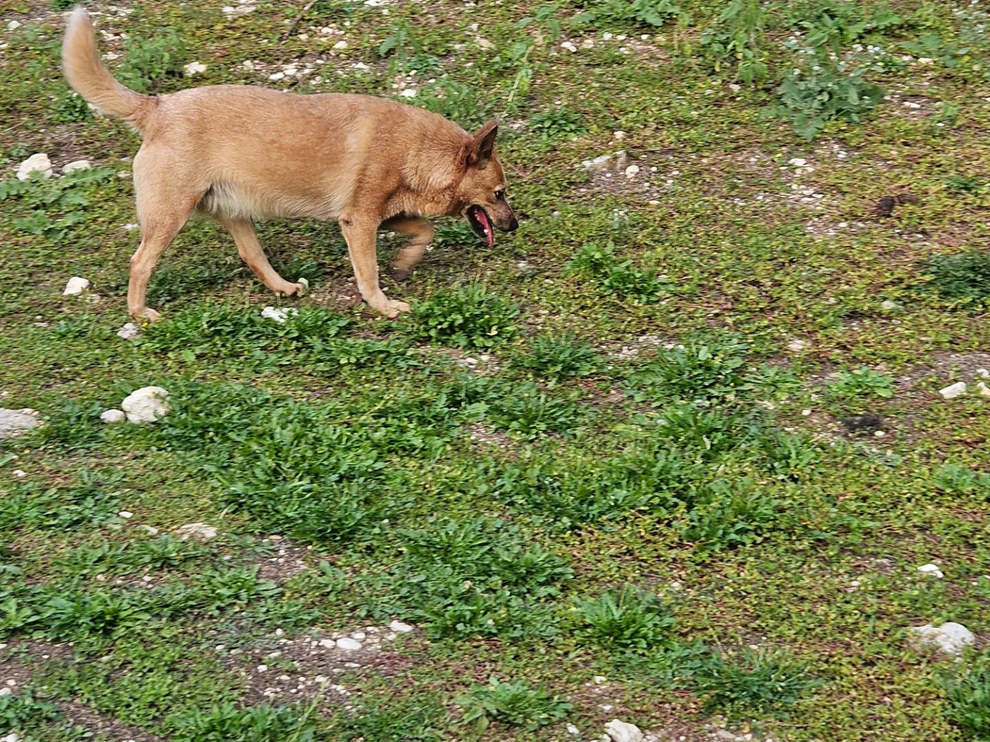 Vuoi adottare un cane a Terni?