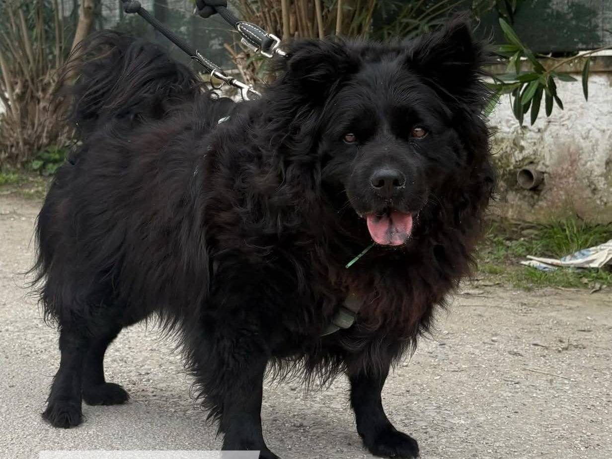 Adotta il cane RUDY a Caserta