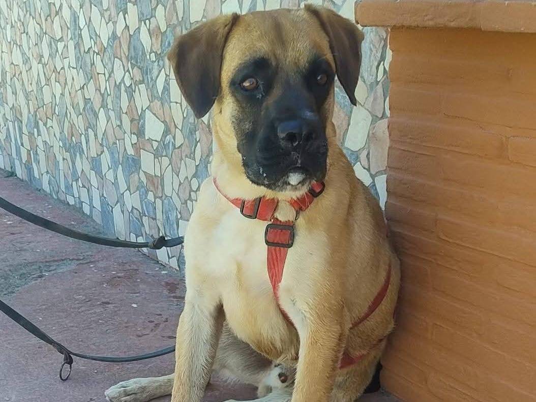 Adotta il cane DANTE a Caserta