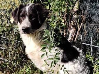 Vuoi adottare un cane a Siena?