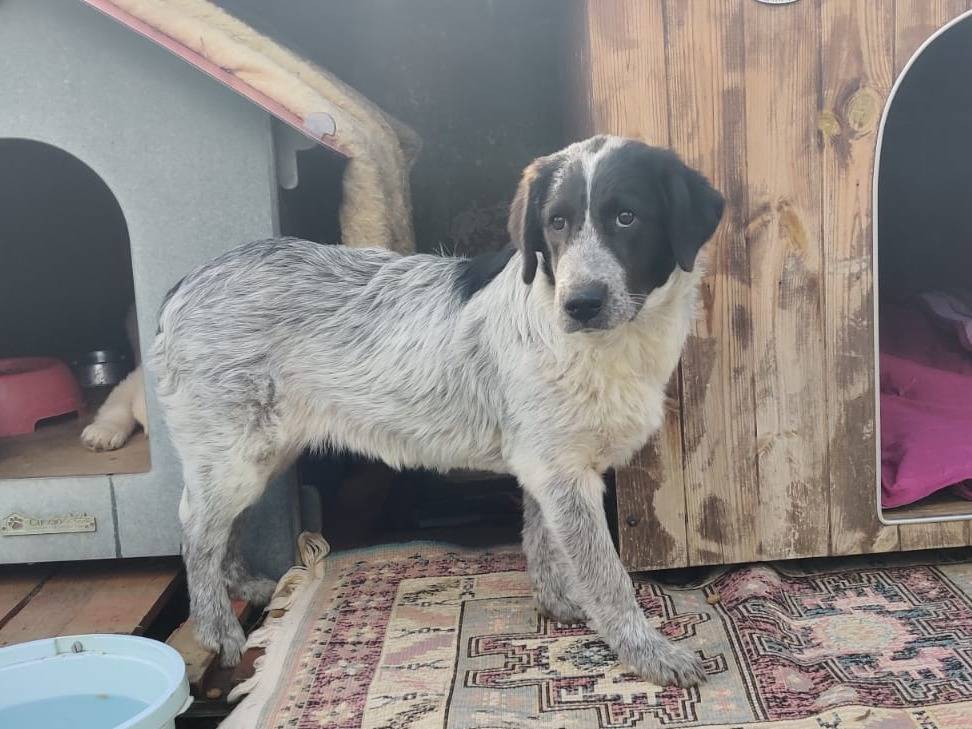 Adotta il cane Emma a Siena