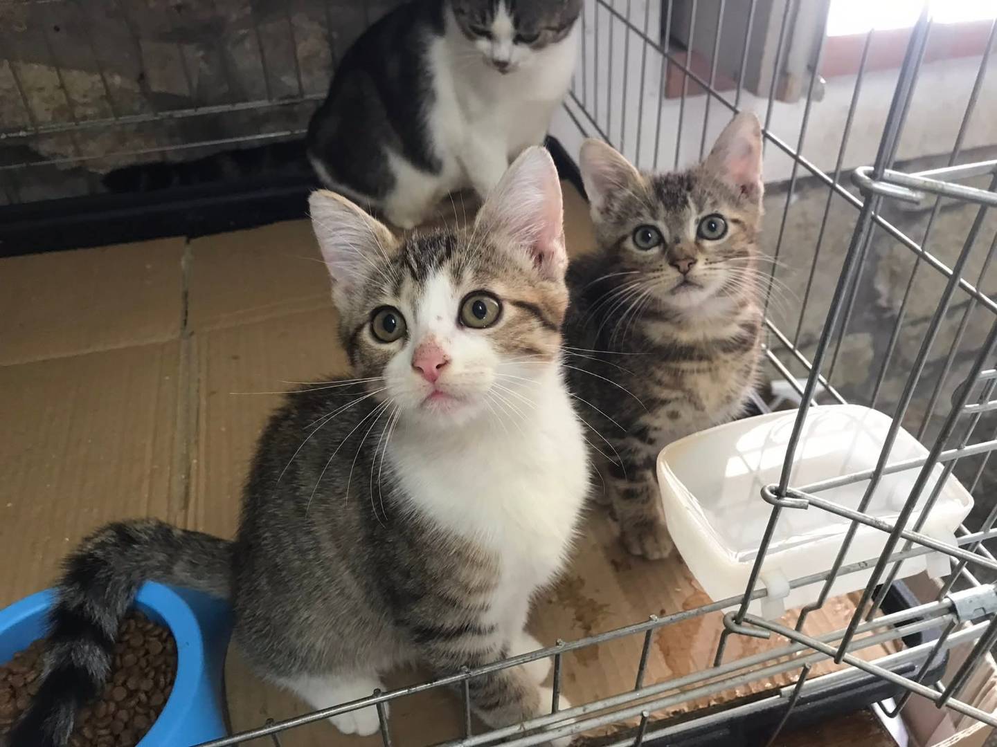 Adozione gatto, maschio, Razza sconosciuta Razza sconosciuta, 3 mesi, taglia non valida, Latina