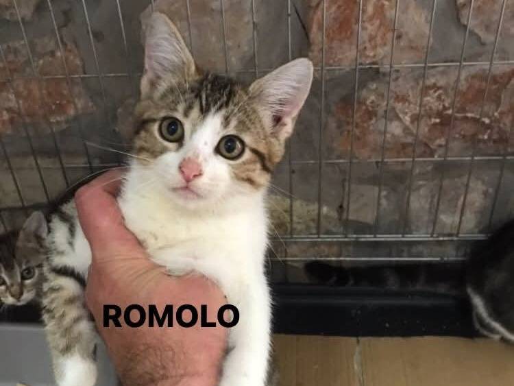 Adotta un gatto, maschio, 3 mesi, Latina