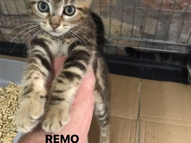 Adotta un gatto, taglia non valida, maschio, Latina