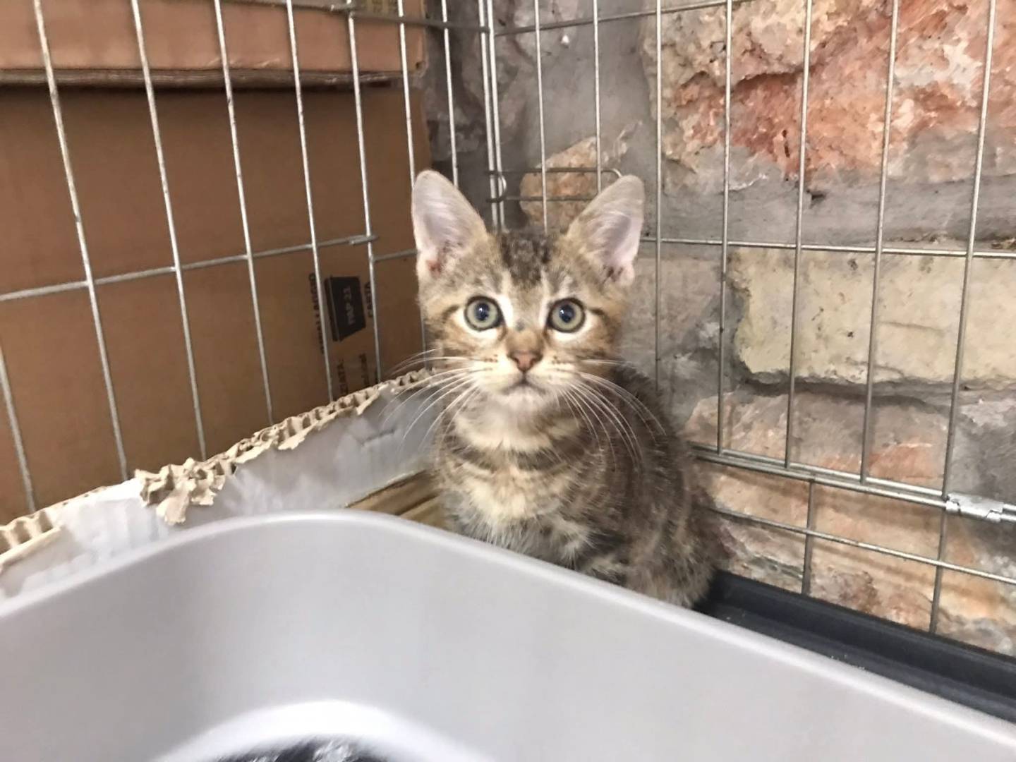 Vuoi adottare un gatto a Latina?