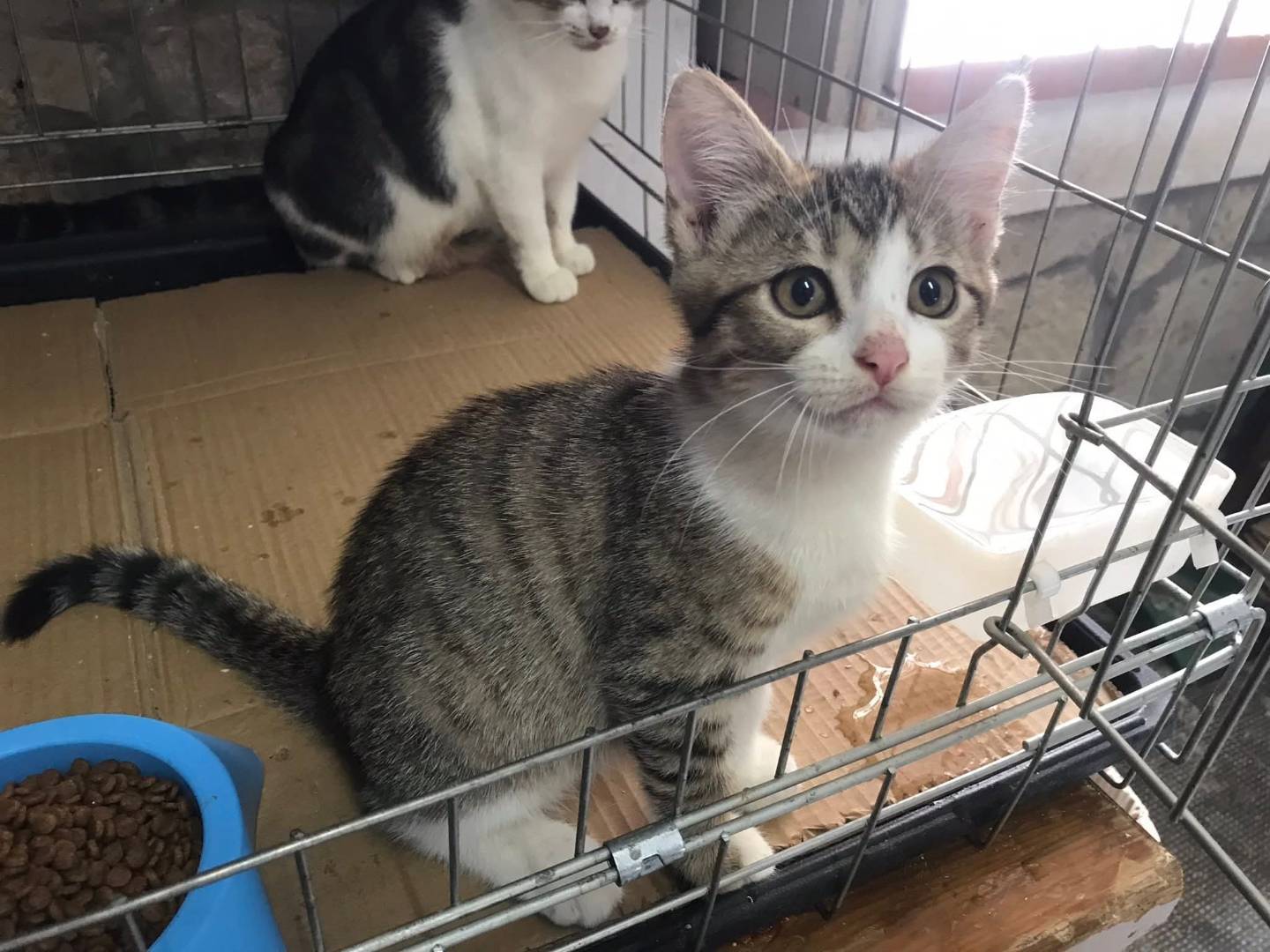 Adotta il gatto Romolo e remo  a Latina