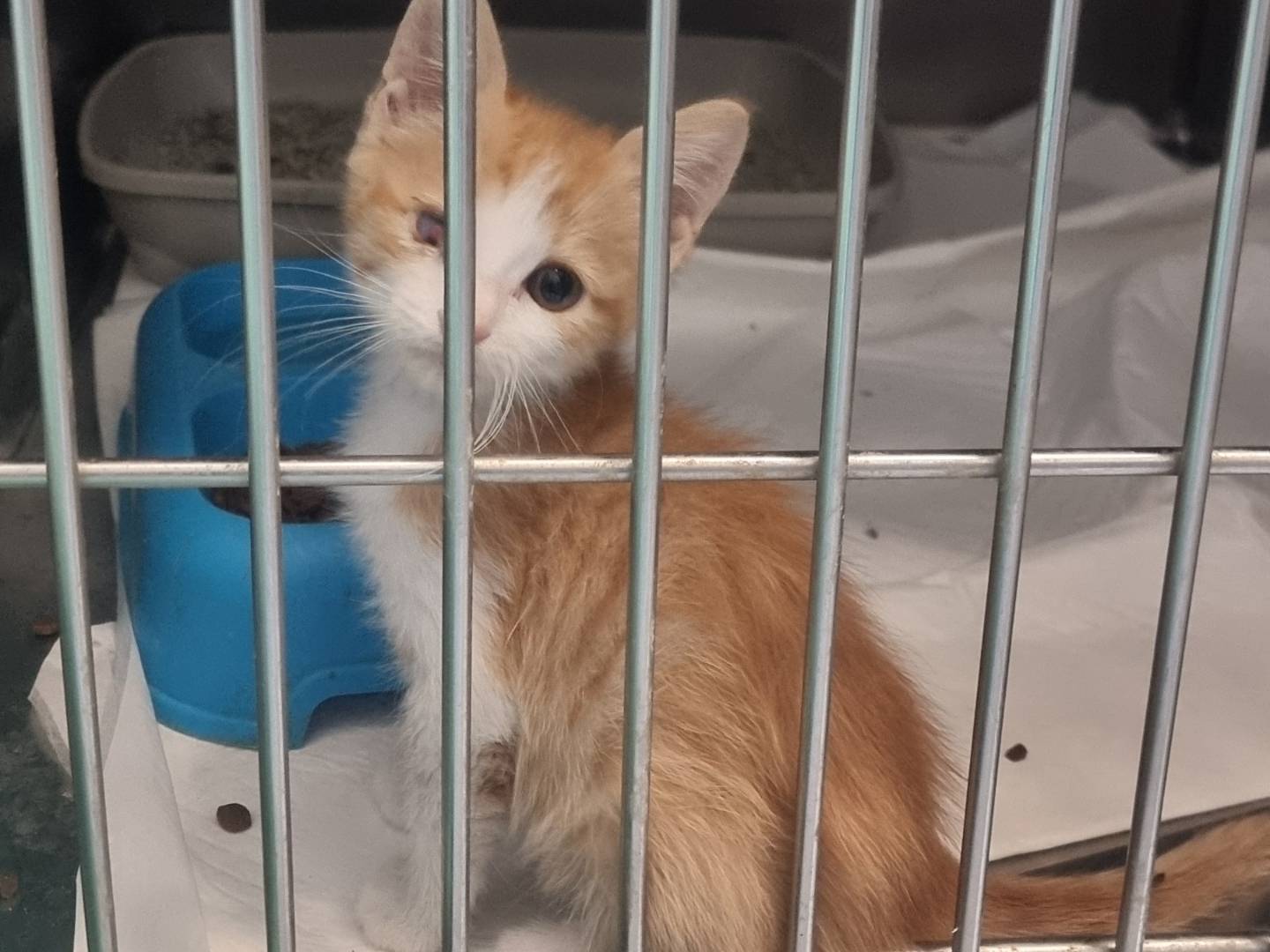 Adozione gatto, maschio, Razza sconosciuta Razza sconosciuta, 2 mesi, taglia non valida, Latina