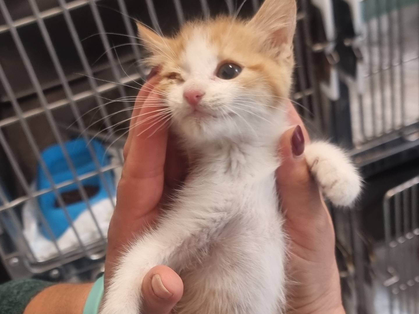 Adotta un gatto, maschio, 2 mesi, Latina