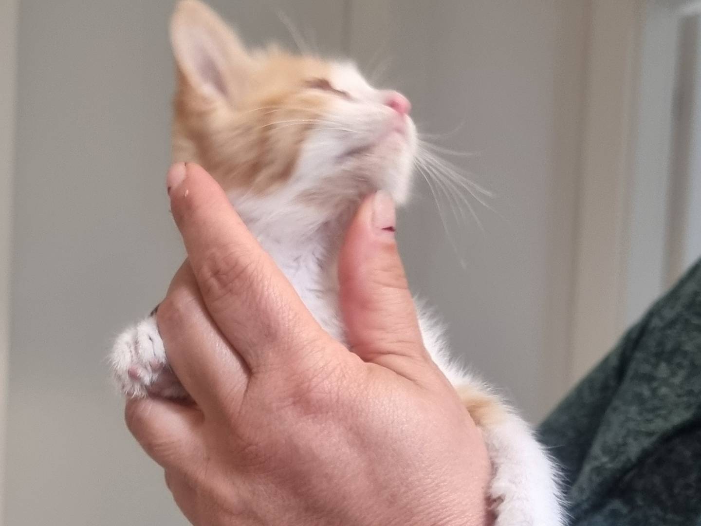 Adotta un gatto, taglia non valida, maschio, Latina