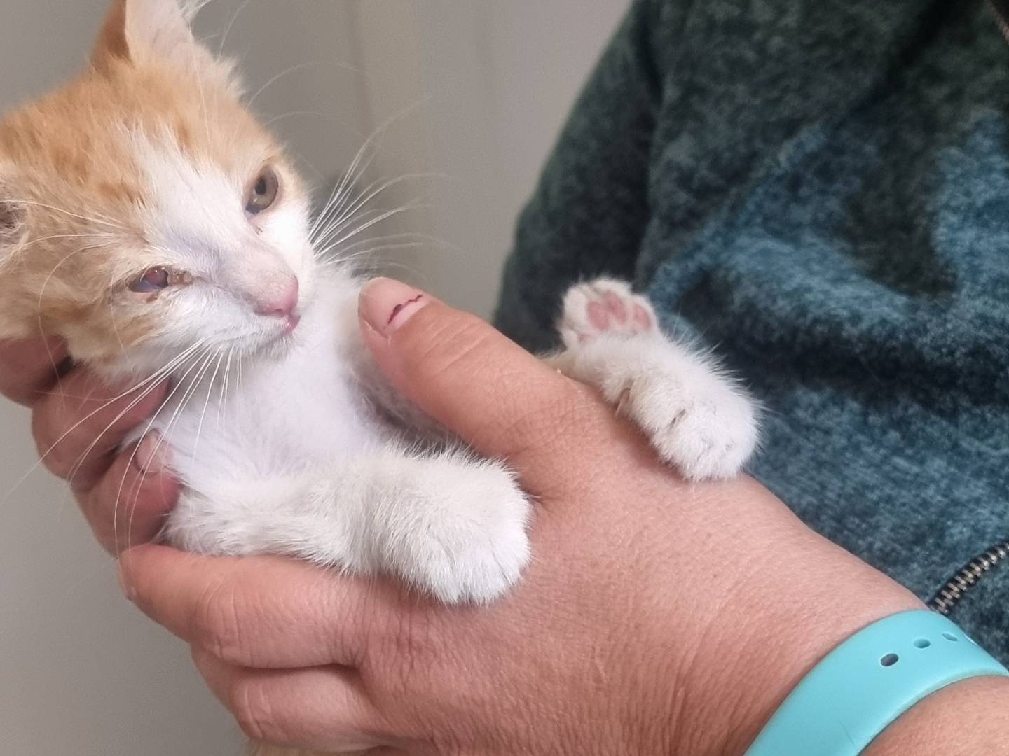 Vuoi adottare un gatto a Latina?