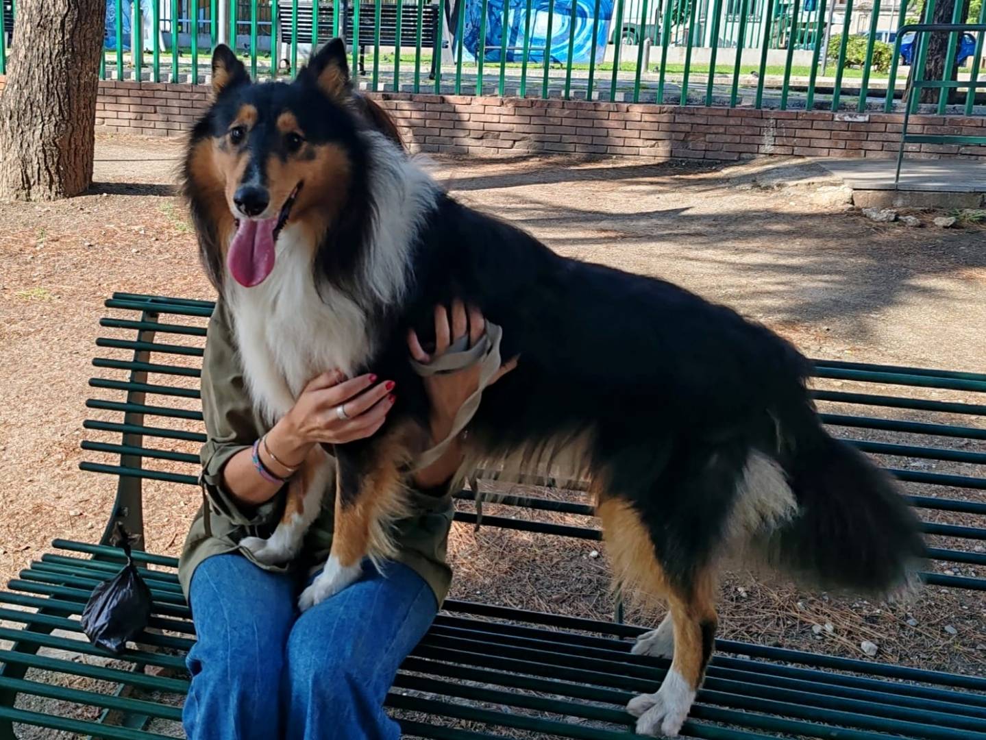 Adozione cane, maschio, Razza sconosciuta Razza sconosciuta, 1 anno e 2 mesi, taglia media, Messina