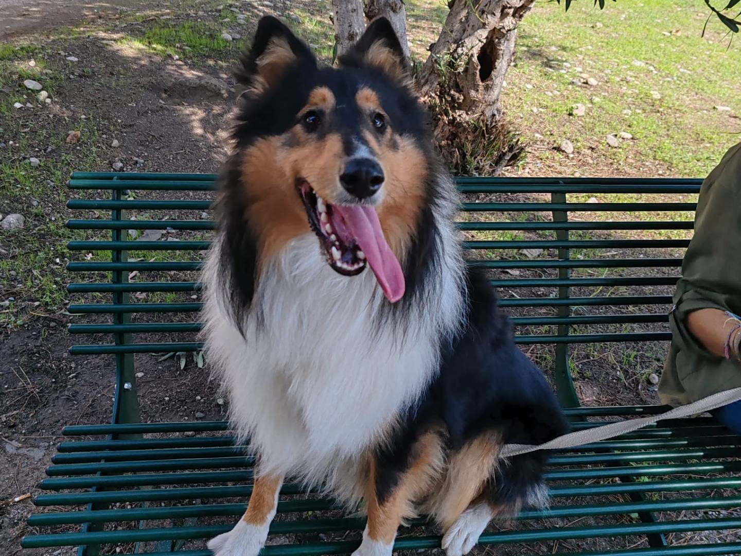 Adotta un cane, maschio, 1 anno e 2 mesi, Messina