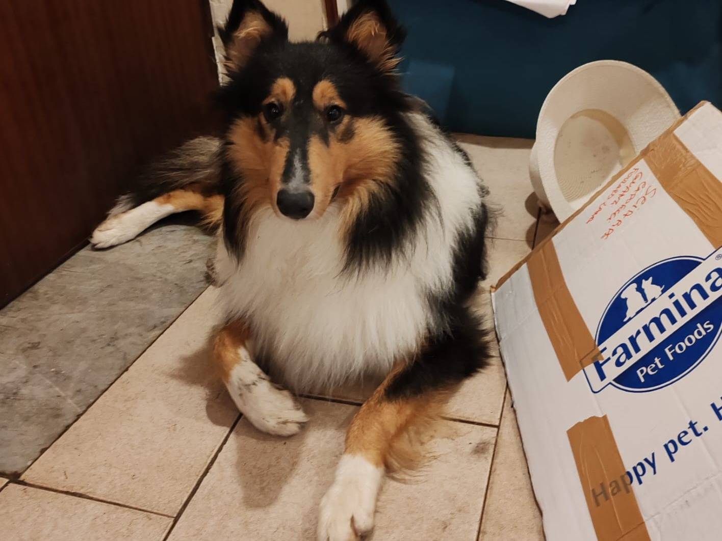 Adotta un cane, taglia media, maschio, Messina