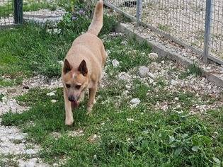 Adozione cane, femmina, Razza sconosciuta Razza sconosciuta, 4 anni e 6 mesi, taglia media contenuta, Terni