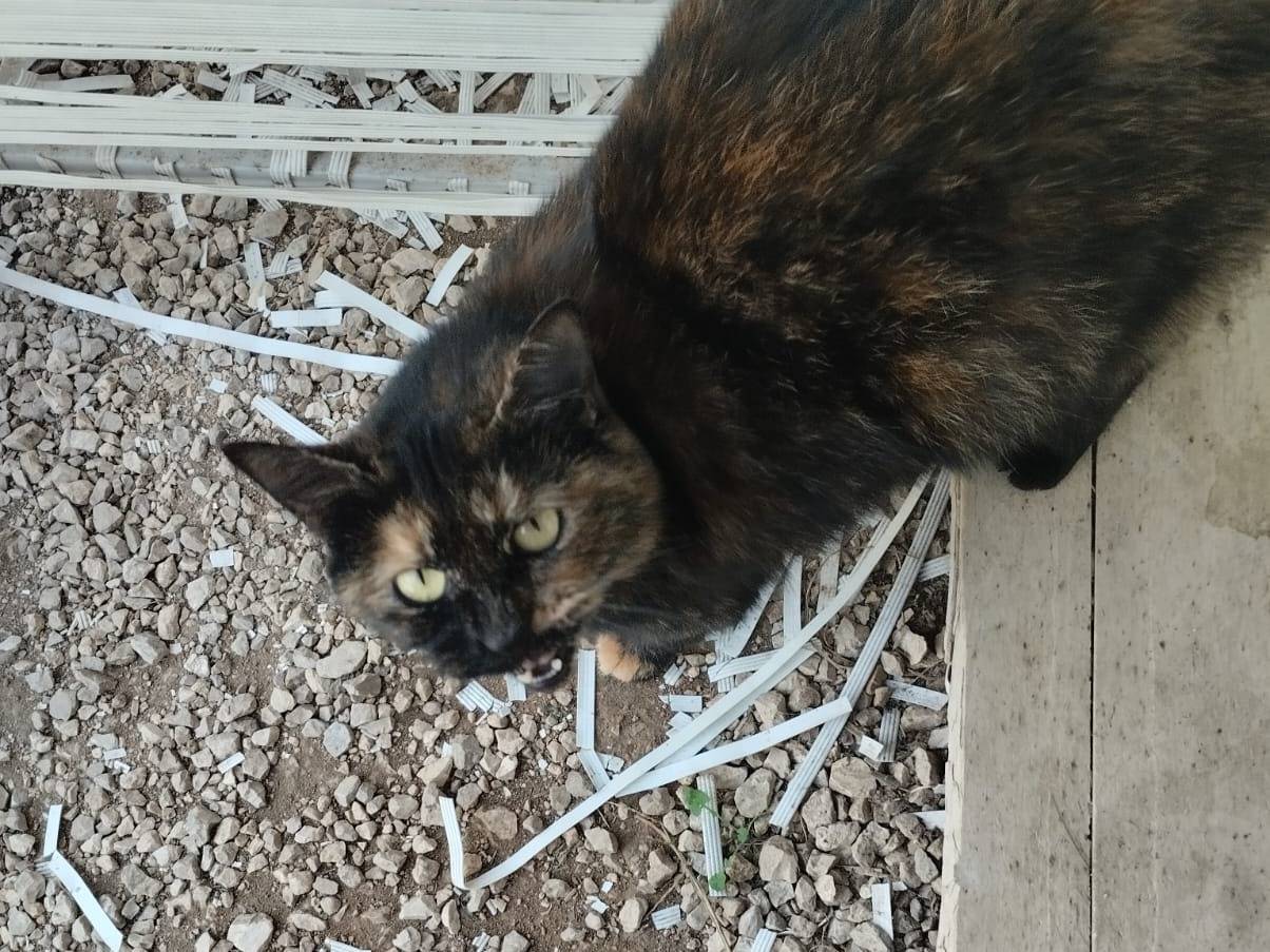 Adozione gatto, femmina, Razza sconosciuta Razza sconosciuta, 1 anno e 2 mesi, taglia non valida, Napoli