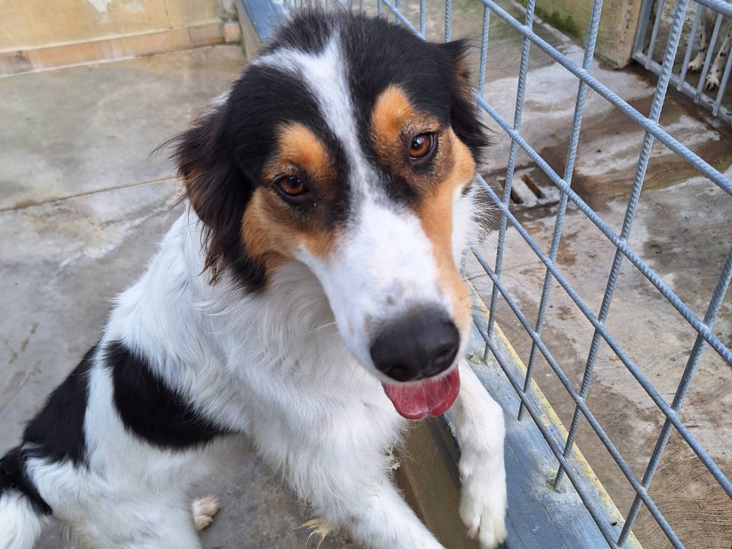 Adozione cane, femmina, Razza sconosciuta Razza sconosciuta, 3 anni e 8 mesi, taglia grande, Napoli