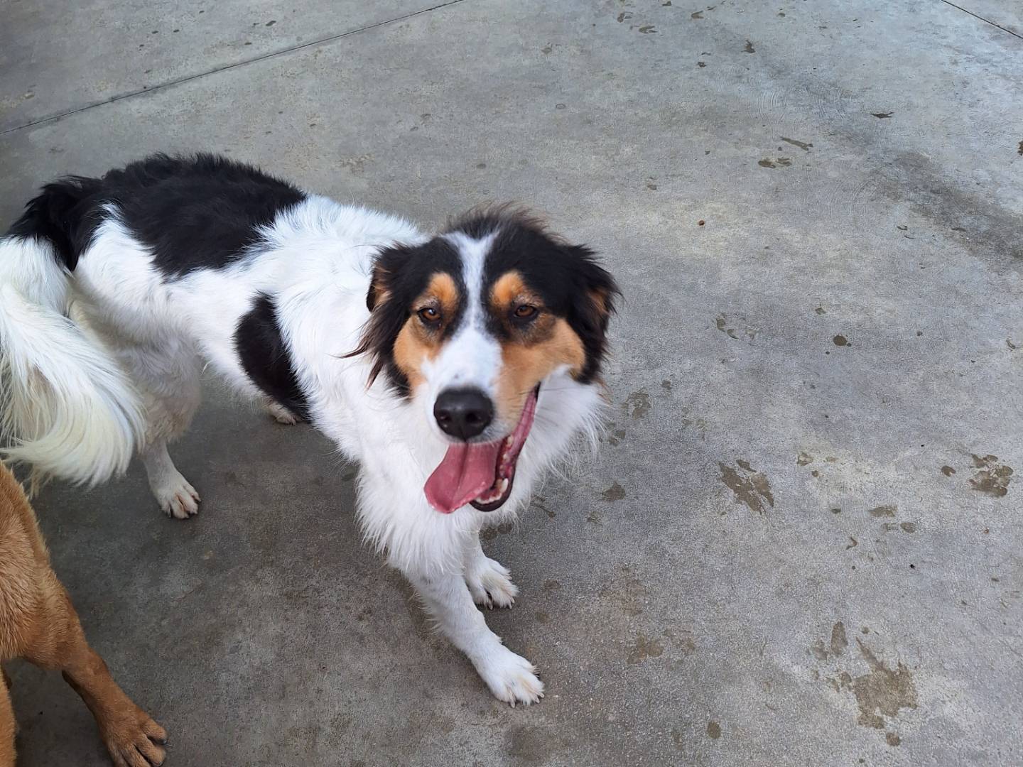 Adotta un cane, femmina, 3 anni e 8 mesi, Napoli