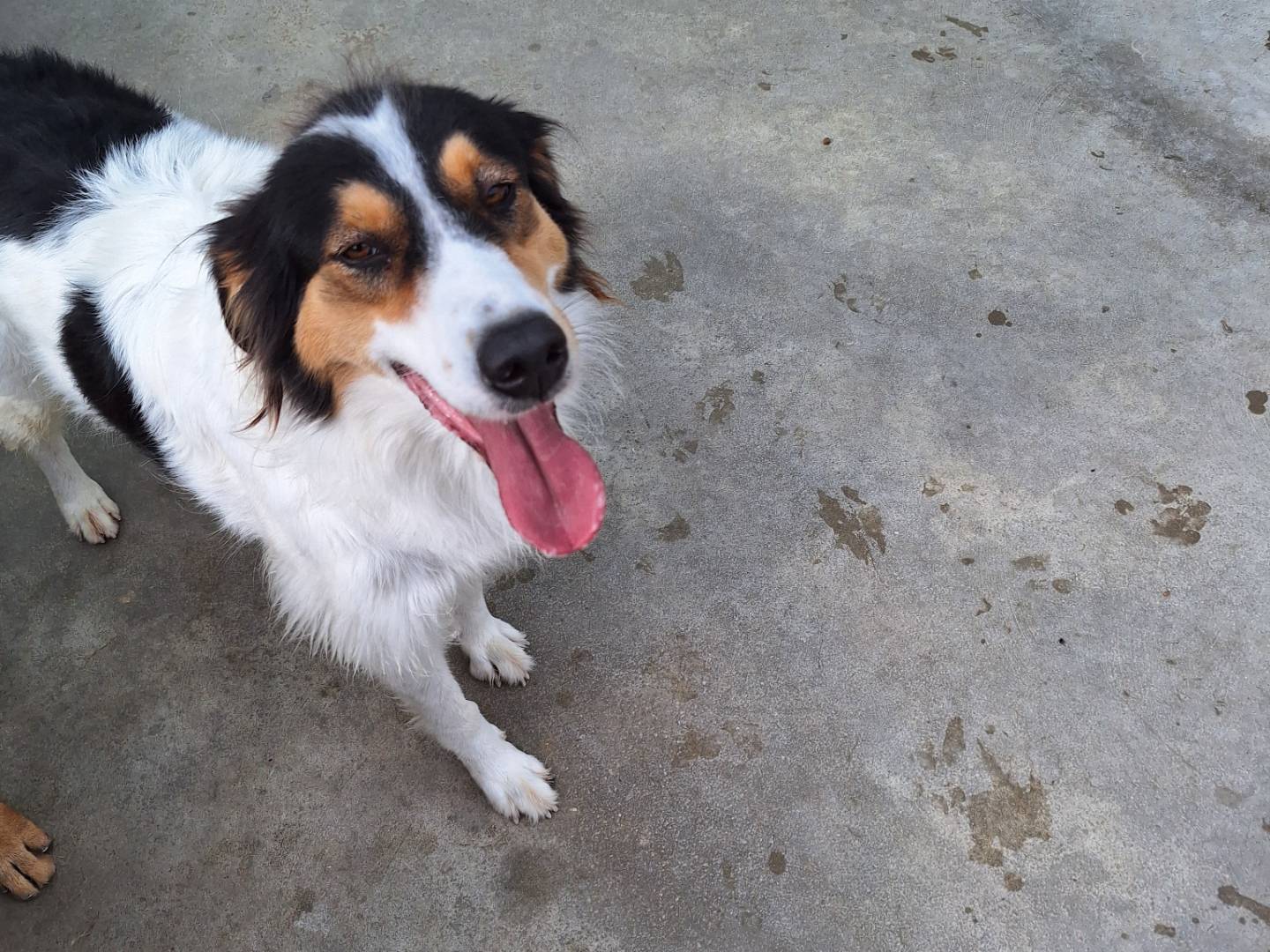 Adotta un cane, taglia grande, femmina, Napoli