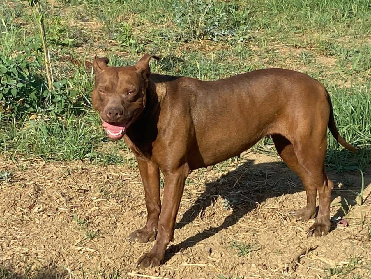 Adozione cane, femmina, Pitbull Razza sconosciuta, 4 anni e 1 mese, taglia media, Cosenza