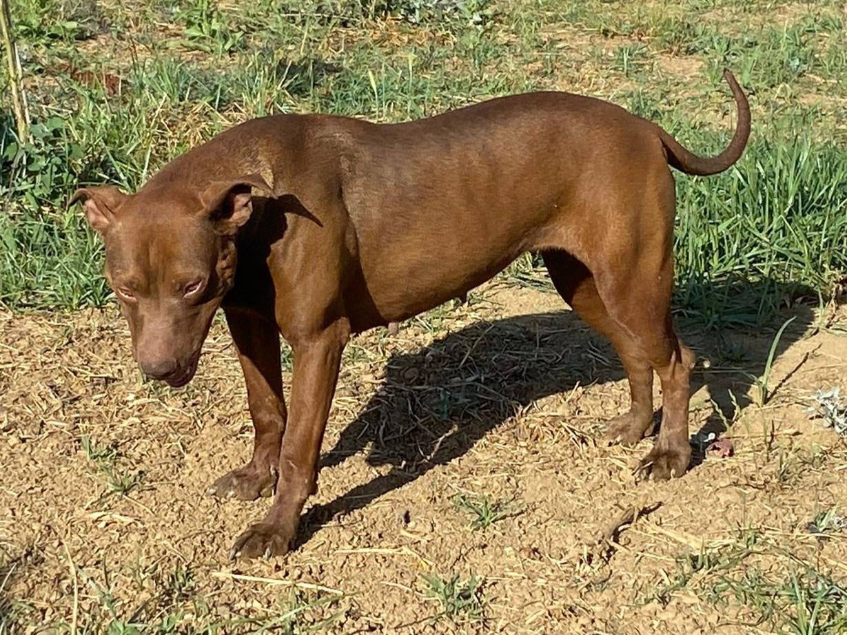 Adotta un cane, femmina, 4 anni e 1 mese, Cosenza