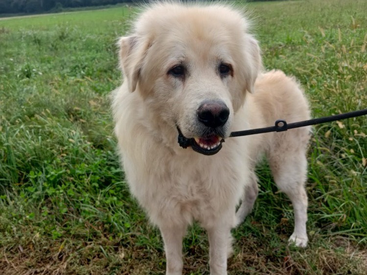 Adozione cane, maschio, Pastore maremmano Razza sconosciuta, 7 anni e 5 mesi, taglia gigante, Milano