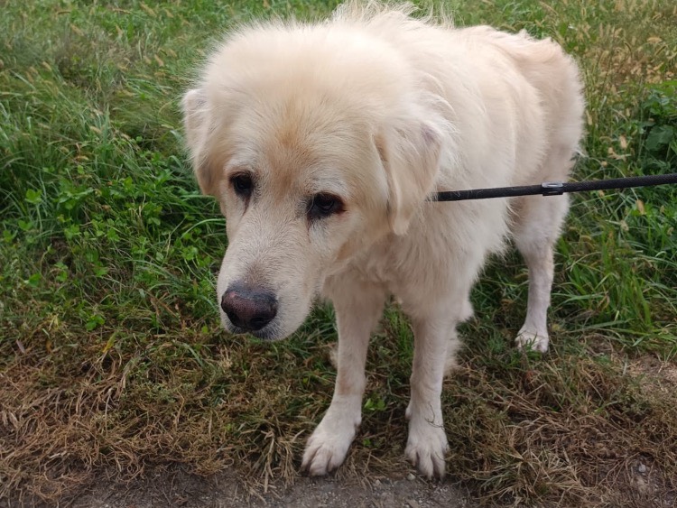 Adotta un cane, maschio, 7 anni e 5 mesi, Milano