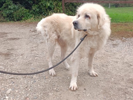 Adotta un cane, taglia gigante, maschio, Milano