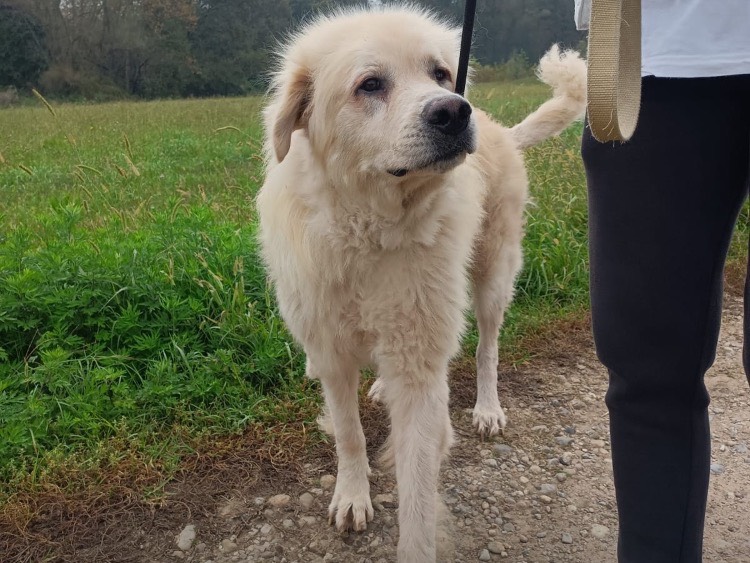 Vuoi adottare un cane a Milano?