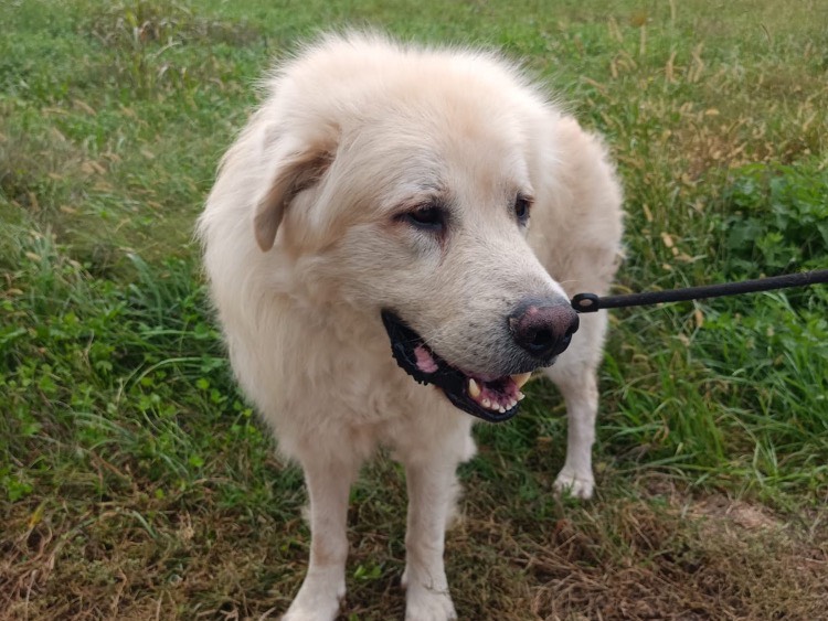 Adotta il cane Bowie a Milano