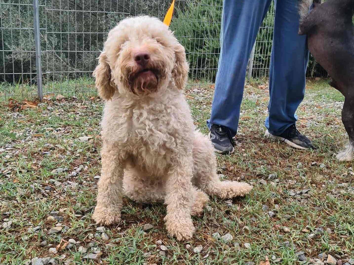 Adotta il cane ISOTTA a Firenze
