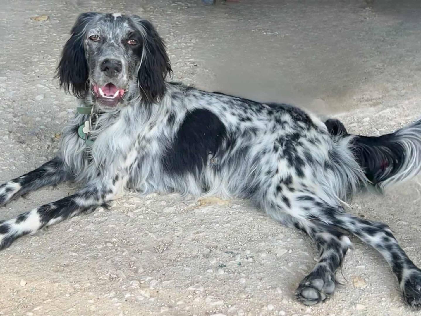 Adozione cane, maschio, Setter Inglese Razza sconosciuta, 2 anni e 1 mese, taglia media, Firenze