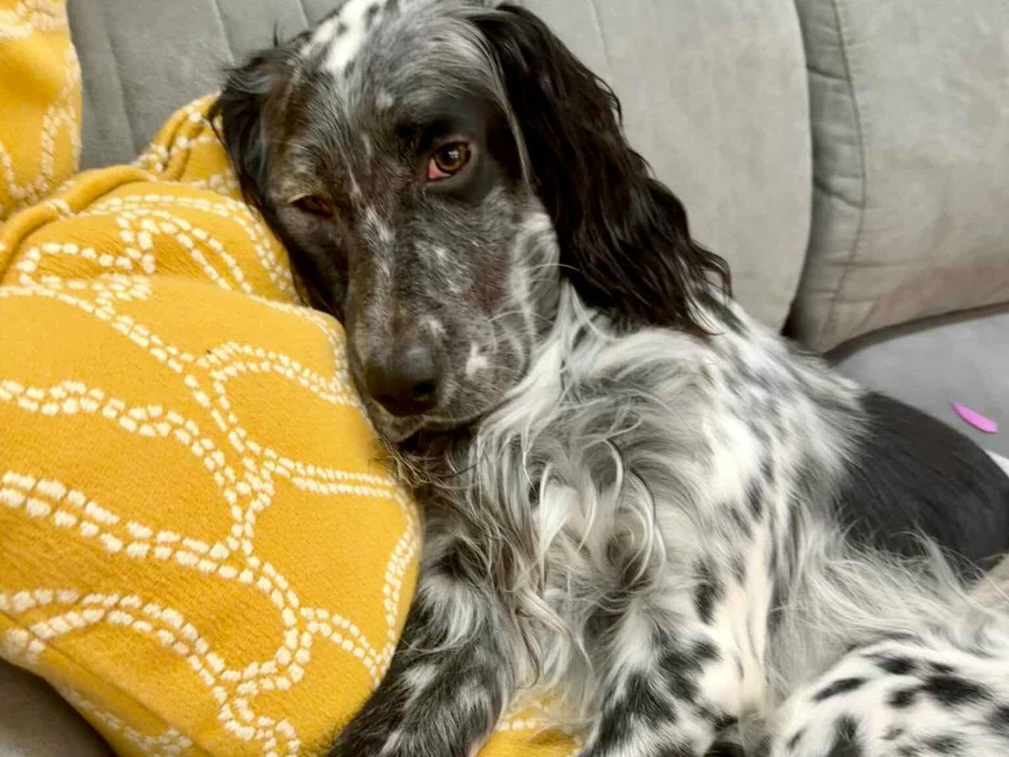 Adotta il cane GINO a Firenze