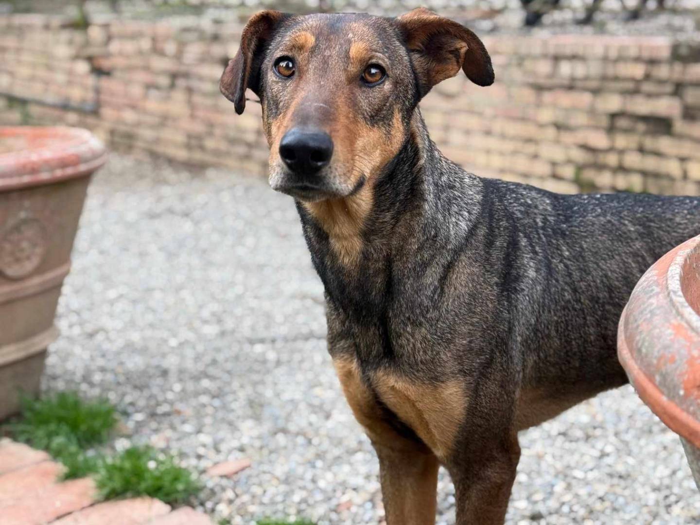 Adozione cane, maschio, Dobermann Cane lupo Cecoslovacco, 3 anni e 1 mese, taglia grande, Firenze