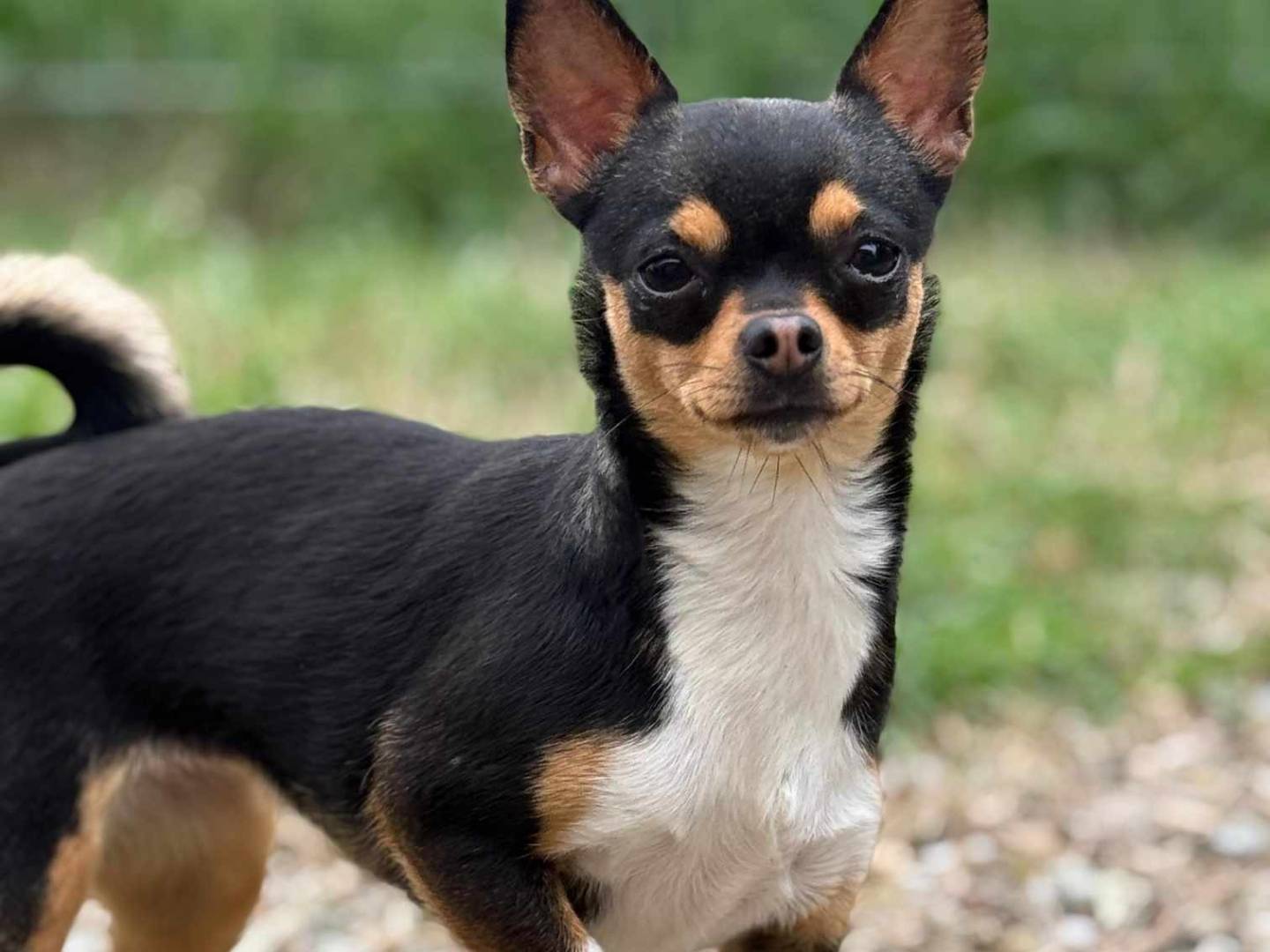 Adozione cane, femmina, Chihuahua Razza sconosciuta, 3 anni e 4 mesi, taglia piccola, Firenze