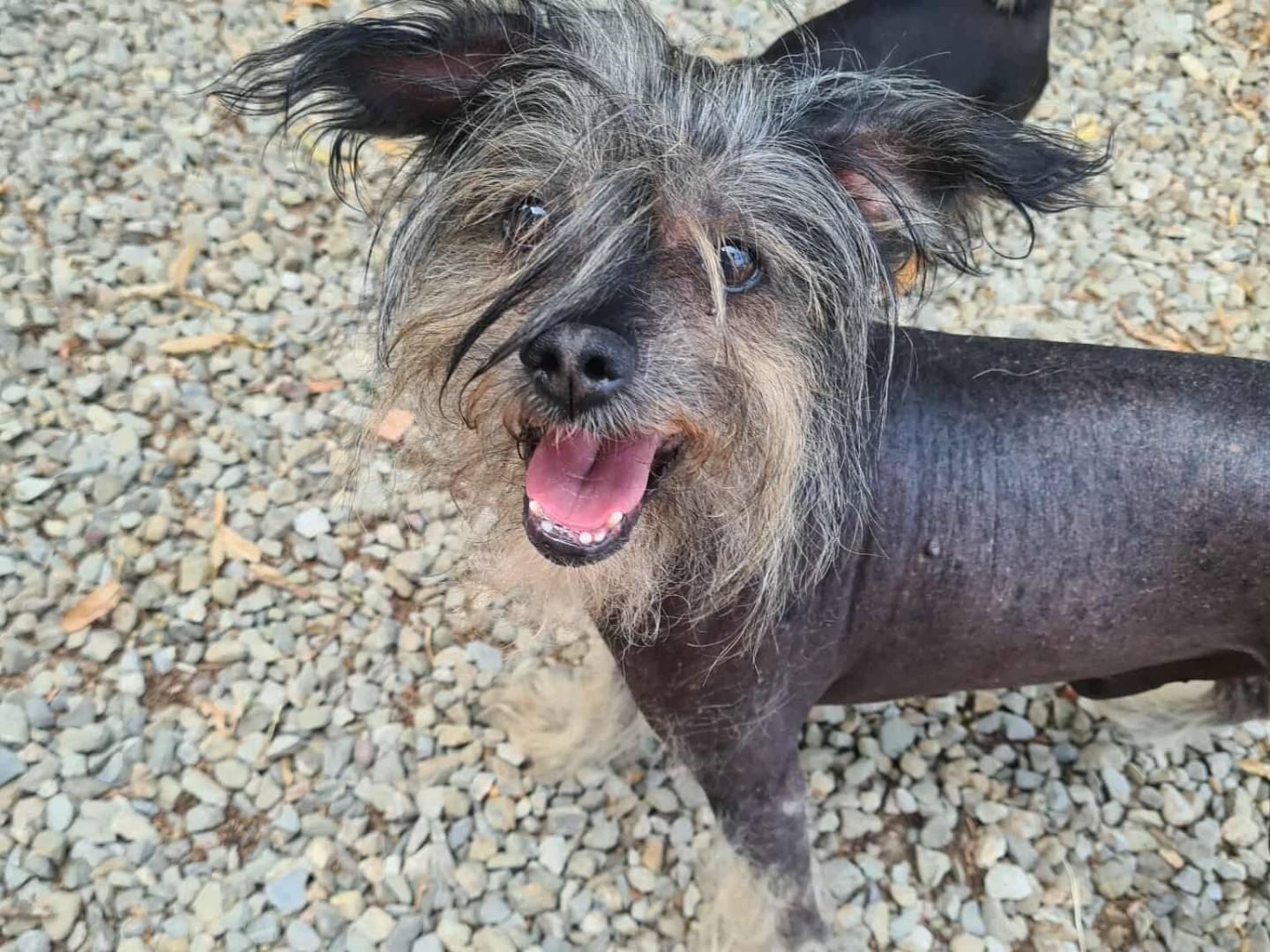 Adozione cane, maschio, Razza sconosciuta Razza sconosciuta, 4 anni e 8 mesi, taglia piccola, Firenze