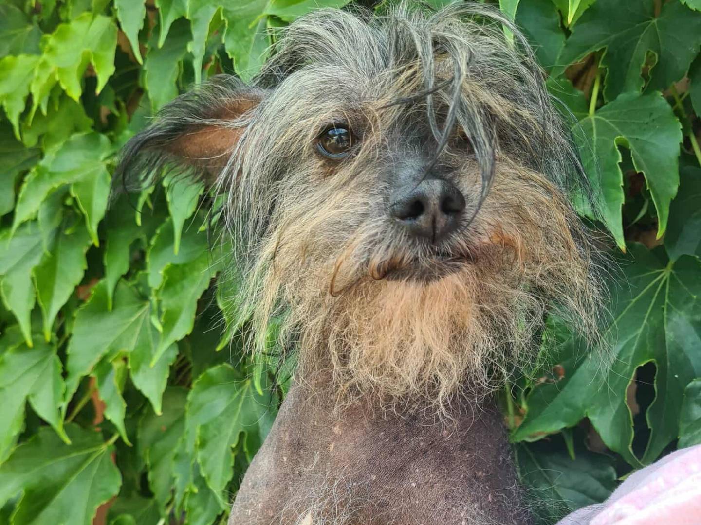 Adotta il cane KIWI a Firenze