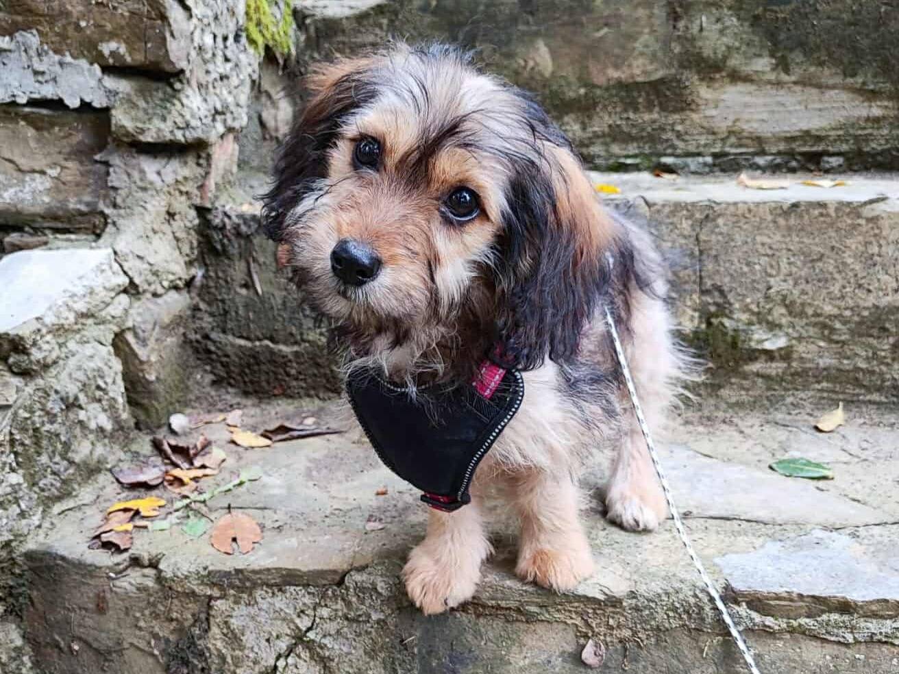 Adozione cane, femmina, Razza sconosciuta Razza sconosciuta, 3 mesi, taglia piccola, Firenze