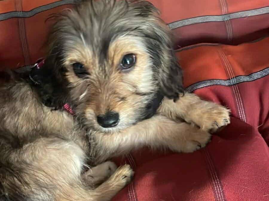 Adotta un cane, femmina, 3 mesi, Firenze
