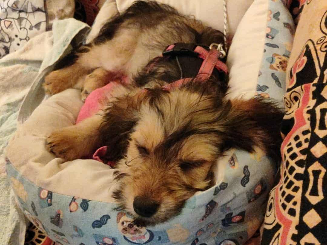 Adotta un cane, taglia piccola, femmina, Firenze