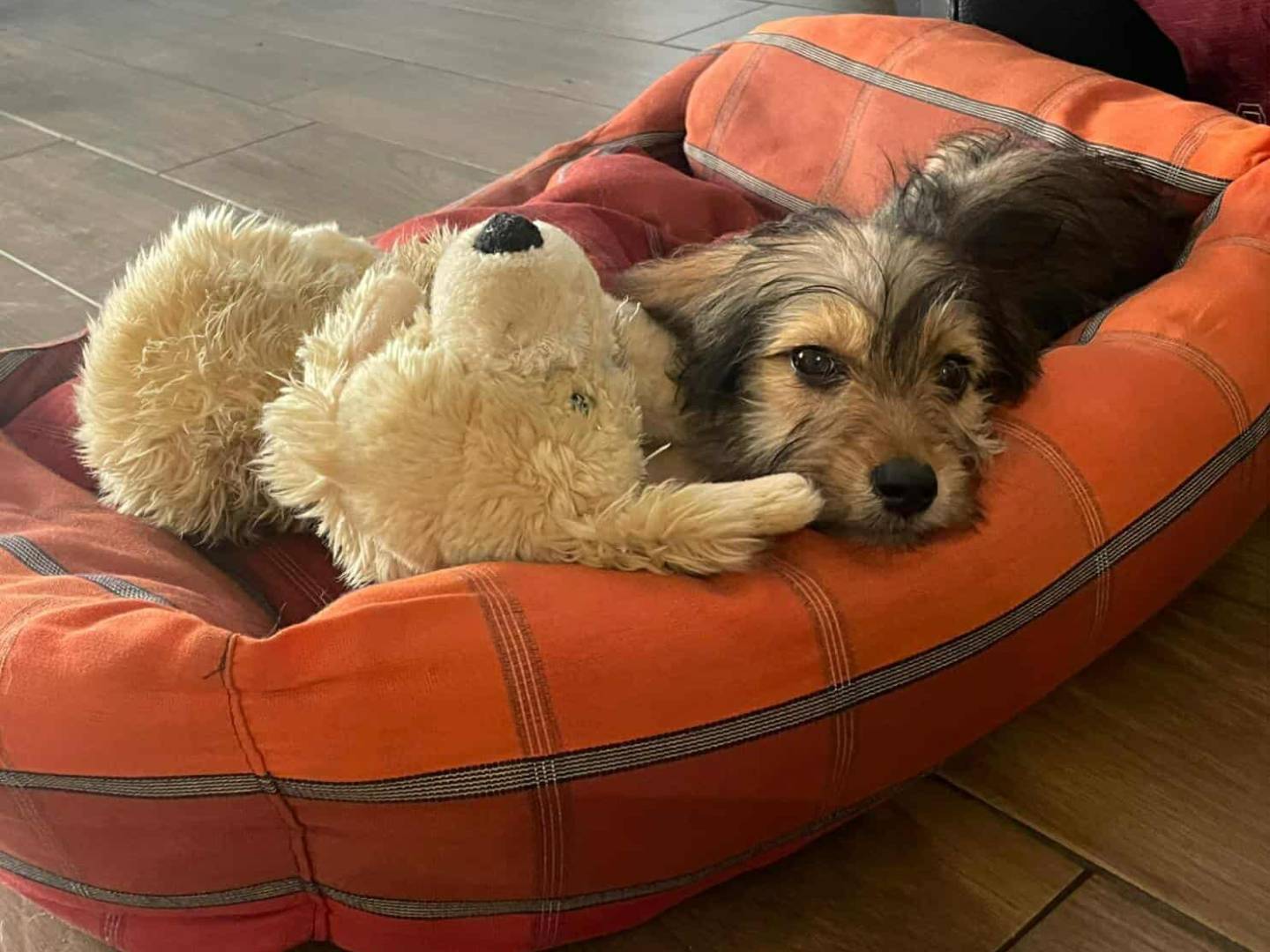 Vuoi adottare un cane a Firenze?