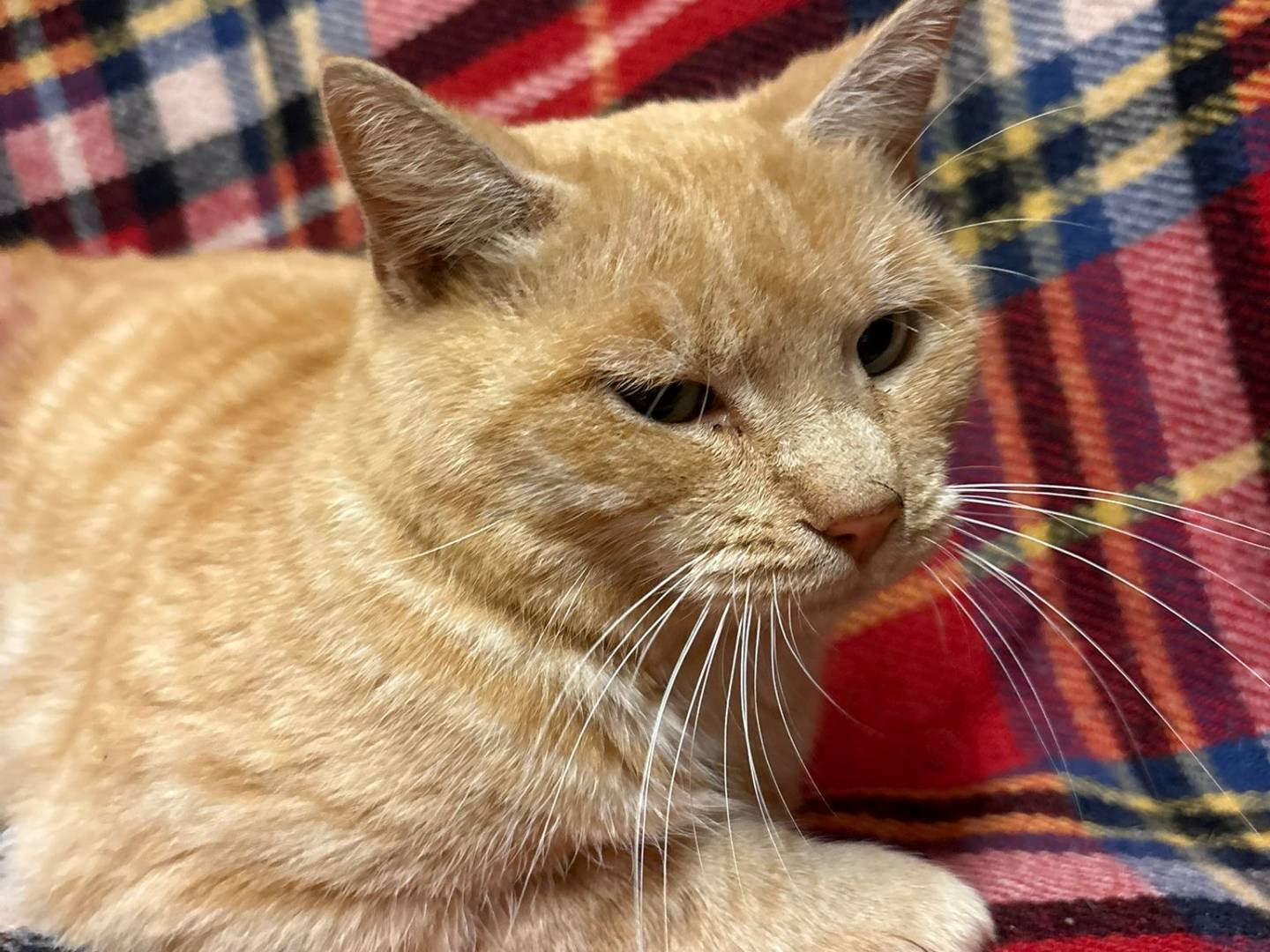 Adozione gatto, maschio, Razza sconosciuta Razza sconosciuta, 3 anni e 5 mesi, taglia non valida, Asti