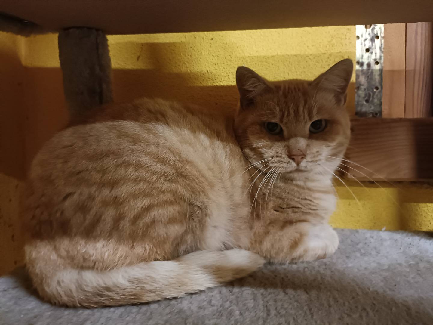 Adotta un gatto, maschio, 3 anni e 5 mesi, Asti