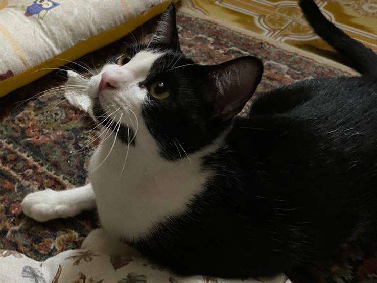 Vuoi adottare un gatto a Trapani?