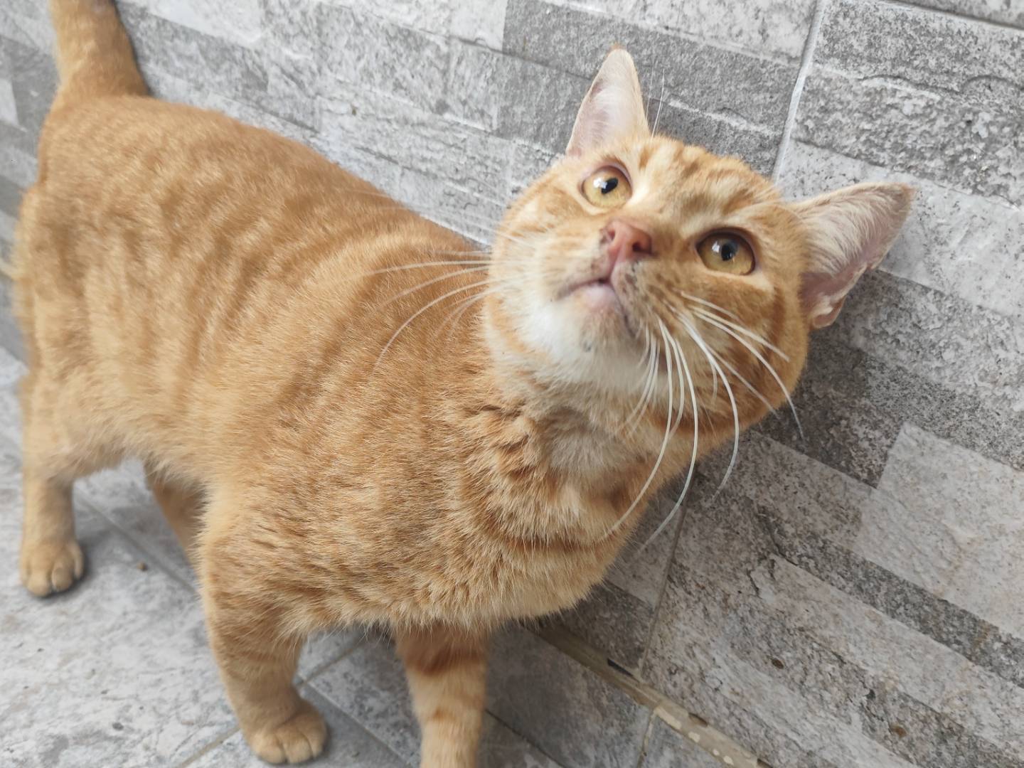 Adozione gatto, maschio, Razza sconosciuta Razza sconosciuta, 4 anni e 6 mesi, taglia non valida, Messina