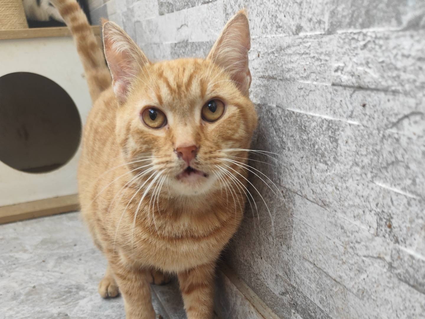 Adotta un gatto, maschio, 4 anni e 6 mesi, Messina