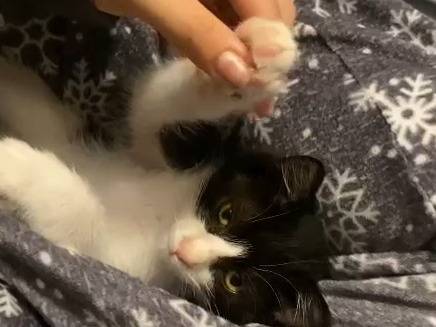 Adotta un gatto, maschio, 3 mesi, Trapani